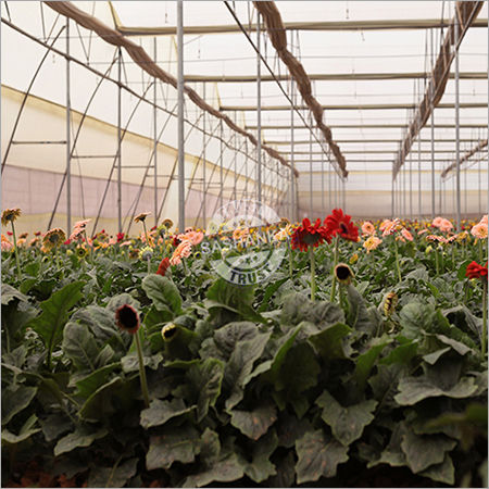 Greenhouses