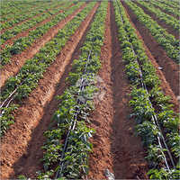 Drip Irrigation
