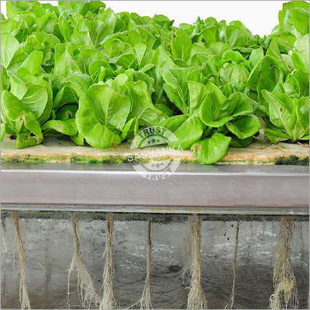 Aeroponic System