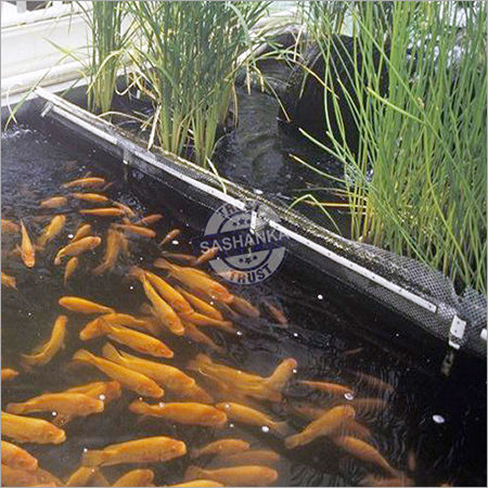 Aquaponic System