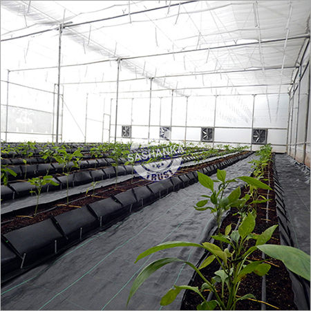 Trough Growing System