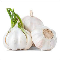 Garlic Bulb