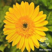 Tissue Culture Gerbera Plant
