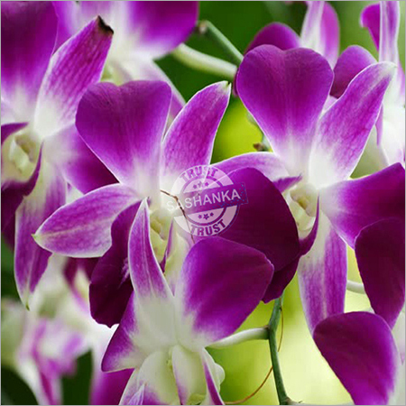 Tissue Culture Orchid Plant By SASHANKA AGRO TECH PVT. LTD.