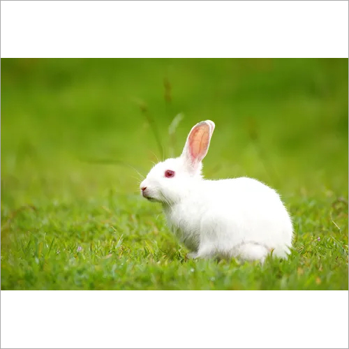 Brown Pet Rabbit Feed