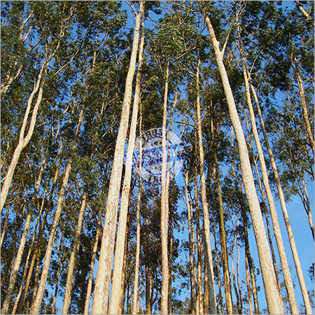 Tissue Culture Eucalyptus Plant