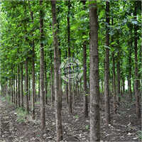 Tissue Culture Teak Plant