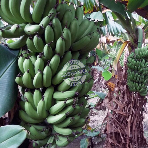 Tissue Culture Banana Plant By SASHANKA AGRO TECH PVT. LTD.