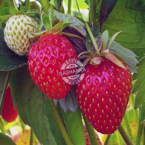 Tissue Culture Strawbery Plant