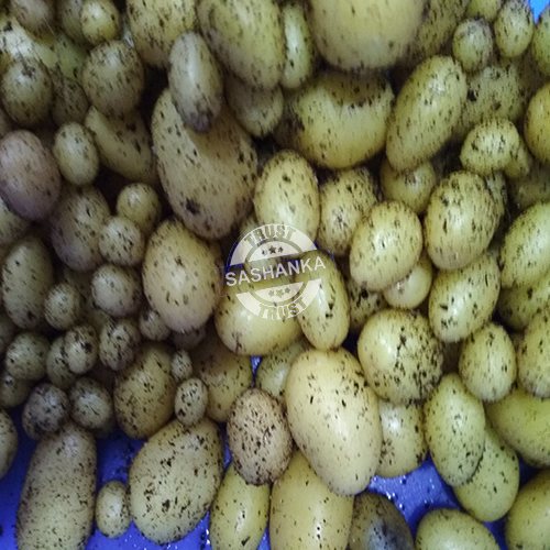 Potato Mini Seed Tubers By SASHANKA AGRO TECH PVT. LTD.