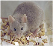 Breeding & Lactating Mice Feed