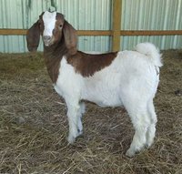 Brown-white Boer Goat
