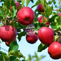 Tissue Culture Apple Plant
