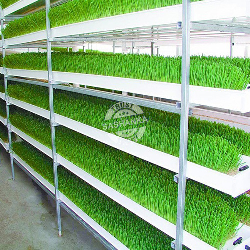 Hydroponic Green Fodder