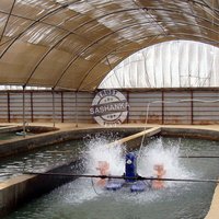 Fish Nursling Facility