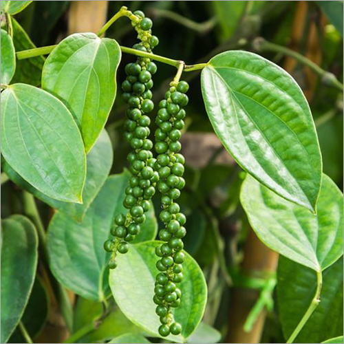Dried Fresh Green Peppercorn