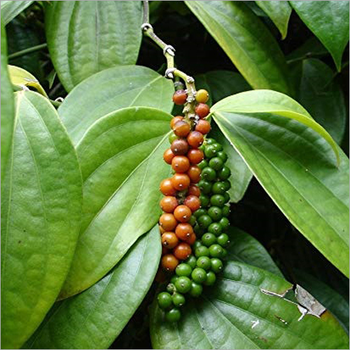 Natural Green Peppercorn - 100% Pure, High-Quality Food-Grade Packaging | Round Shape, Fresh Green and Red Color, 1 Month Shelf Life