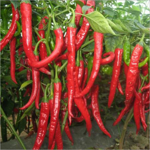 Red Chilli Grade: Food
