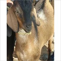 Mix Colour Desi Goat