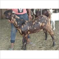 Mix Colour Sirohi Goat