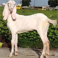 White/mix Sojat Goat