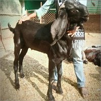 Black-mix-white & Black Beetal Goat