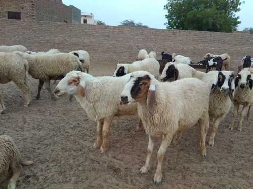 Local/Desi Sheep