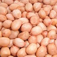 Ground Nut Seeds By SHREE RATNA FARM PRODUCTS