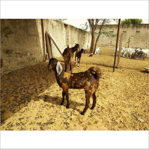 Sirohi Female Goat Sirohi Female Goat