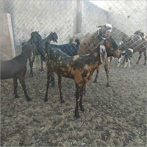 Sirohi Farmer Goat Sirohi Farmer Goat