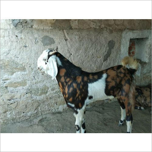 Gujari Pet Goat Gujari Pet Goat