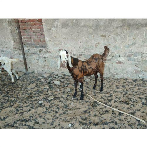 Gujari Male Goat Gujari Male Goat