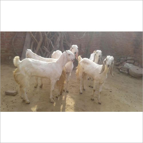 Jamnapari White Goat Jamnapari White Goat