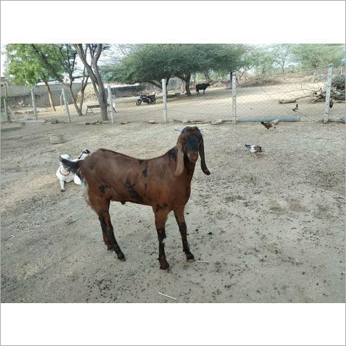 Kota Male Goat Kota Male Goat