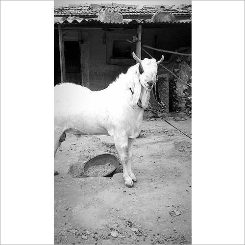 Kota White Male Goat Kota White Male Goat