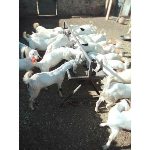 Sojat Female Goat Sojat Female Goat