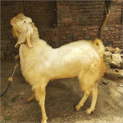 Sojat White Goat Sojat White Goat