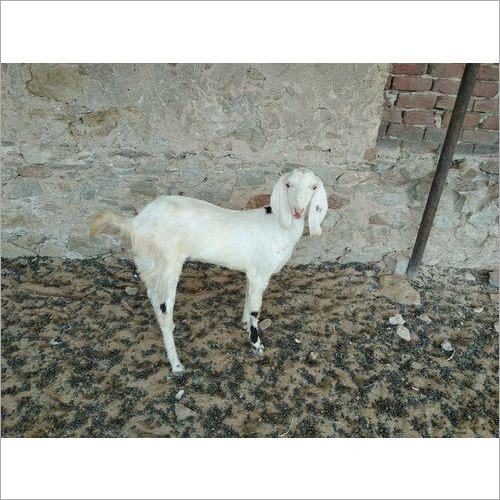 Totapuri Female Goat Totapuri Female Goat