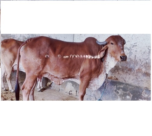 Gir Cow - 30 Months Old, 550 kg Weight, Brown Color | Dairy Use, High Milk Output, Illness Resistant, Low Mortality Rate