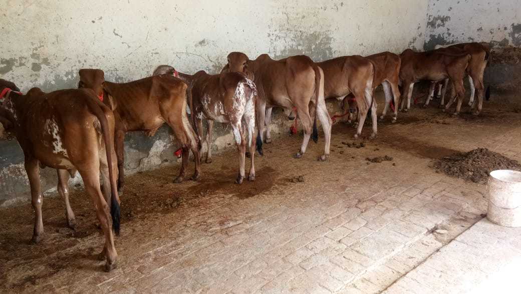 Gir Cow