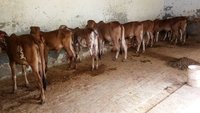 Gir Cow