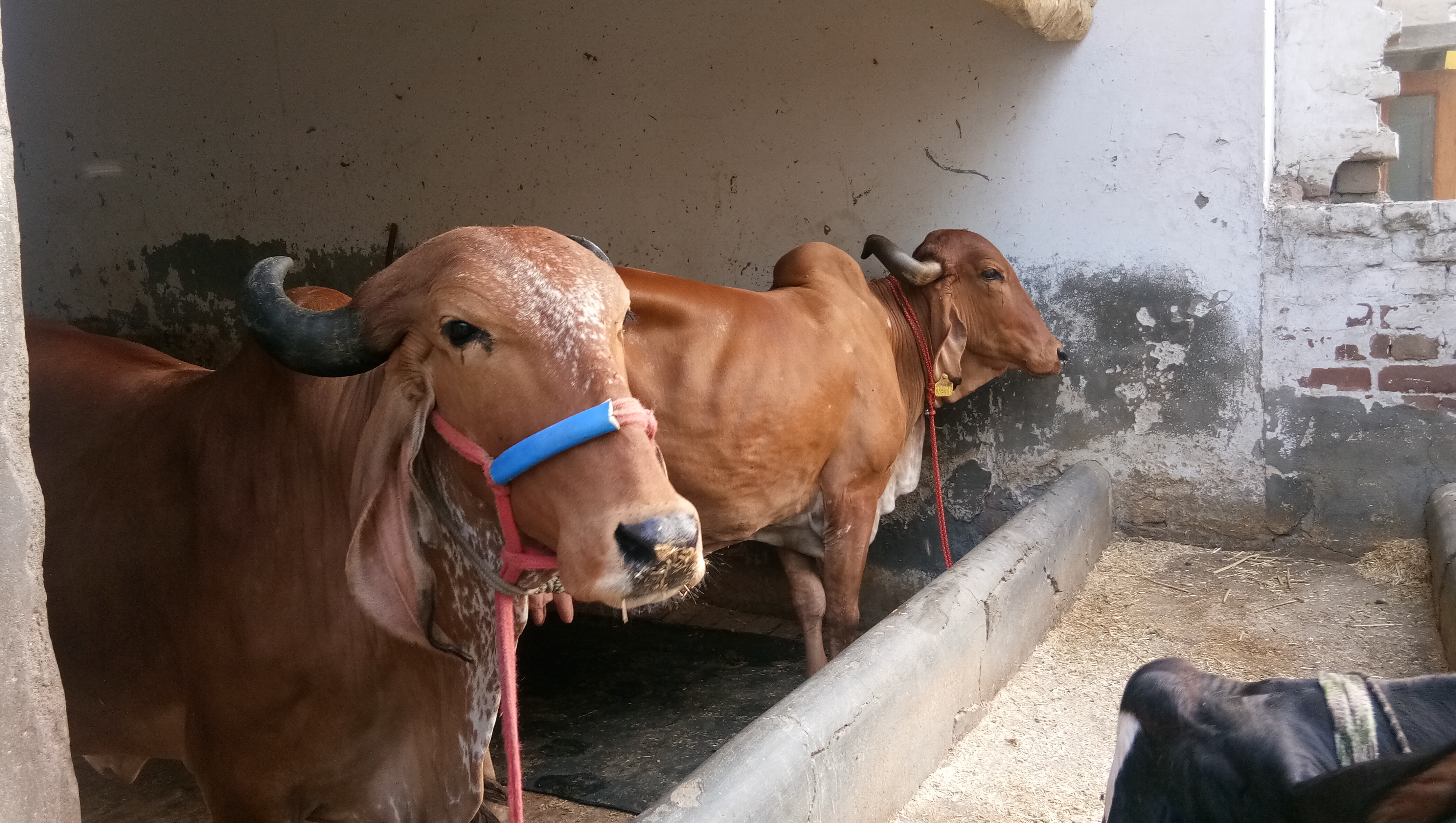 Gir Cow
