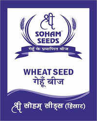 Wheat Grain Seed