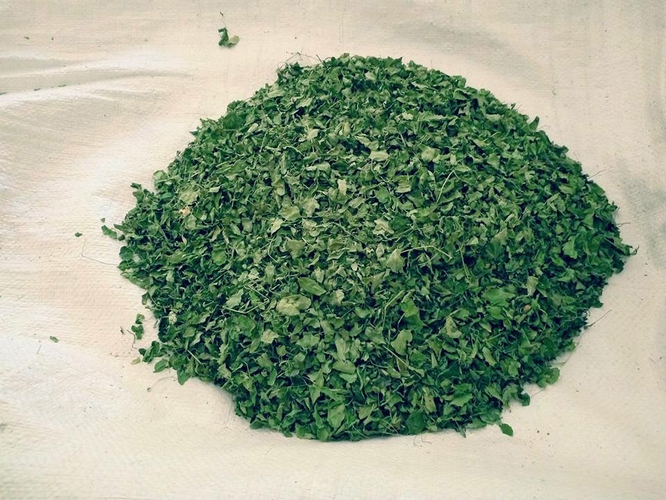 Organic Moringa Dry Leaves