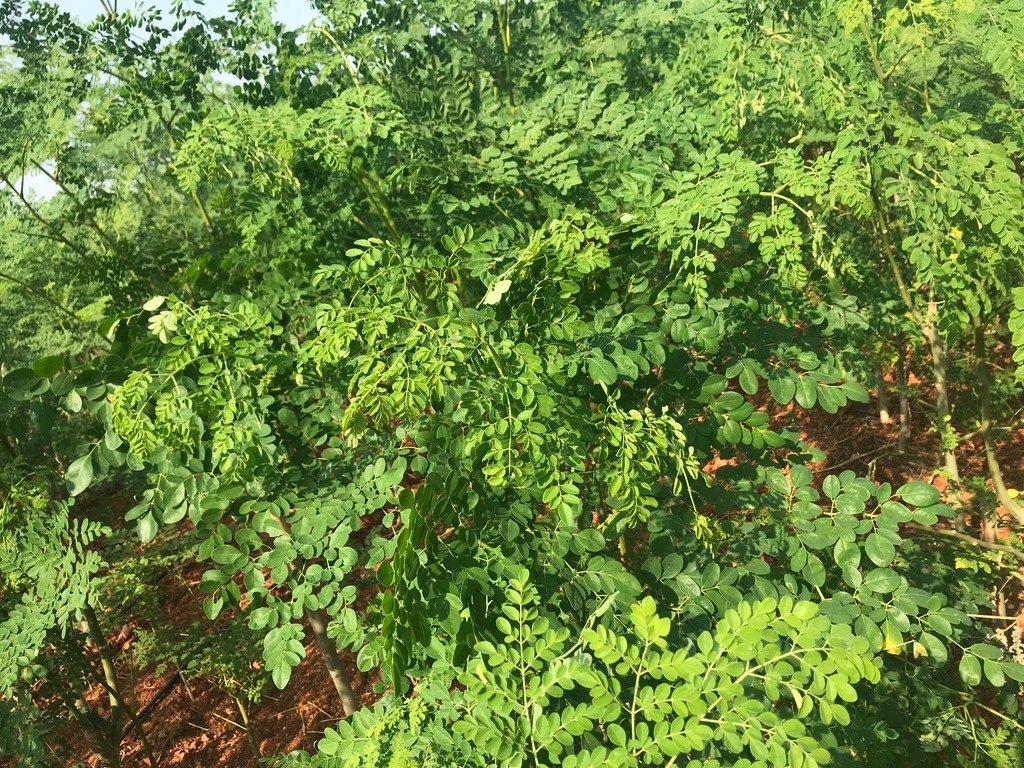 Organic Moringa Leaves