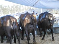 Black Murrah Buffalo Supplier In Punjab