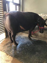 Black Murrah Buffalo Supplier In Punjab
