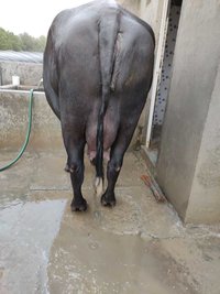 Black Murrah Buffalo Supplier In Punjab