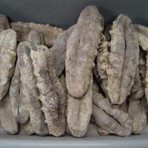 High Quality Dried Wild Sea Cucumber for Sale
