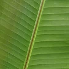 Banana Leaves